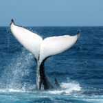 Sam Altman y la ballena
