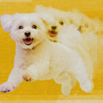 La clonación no es sólo para mascotas famosas como el perro de Tom Brady