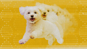 Lee más sobre el artículo 
<span class="bsf-rt-reading-time"><span class="bsf-rt-display-label" prefix="Tiempo de lectura"></span> <span class="bsf-rt-display-time" reading_time="1"></span> <span class="bsf-rt-display-postfix" postfix="mins"></span></span><!-- .bsf-rt-reading-time -->La clonación no es sólo para mascotas famosas como el perro de Tom Brady