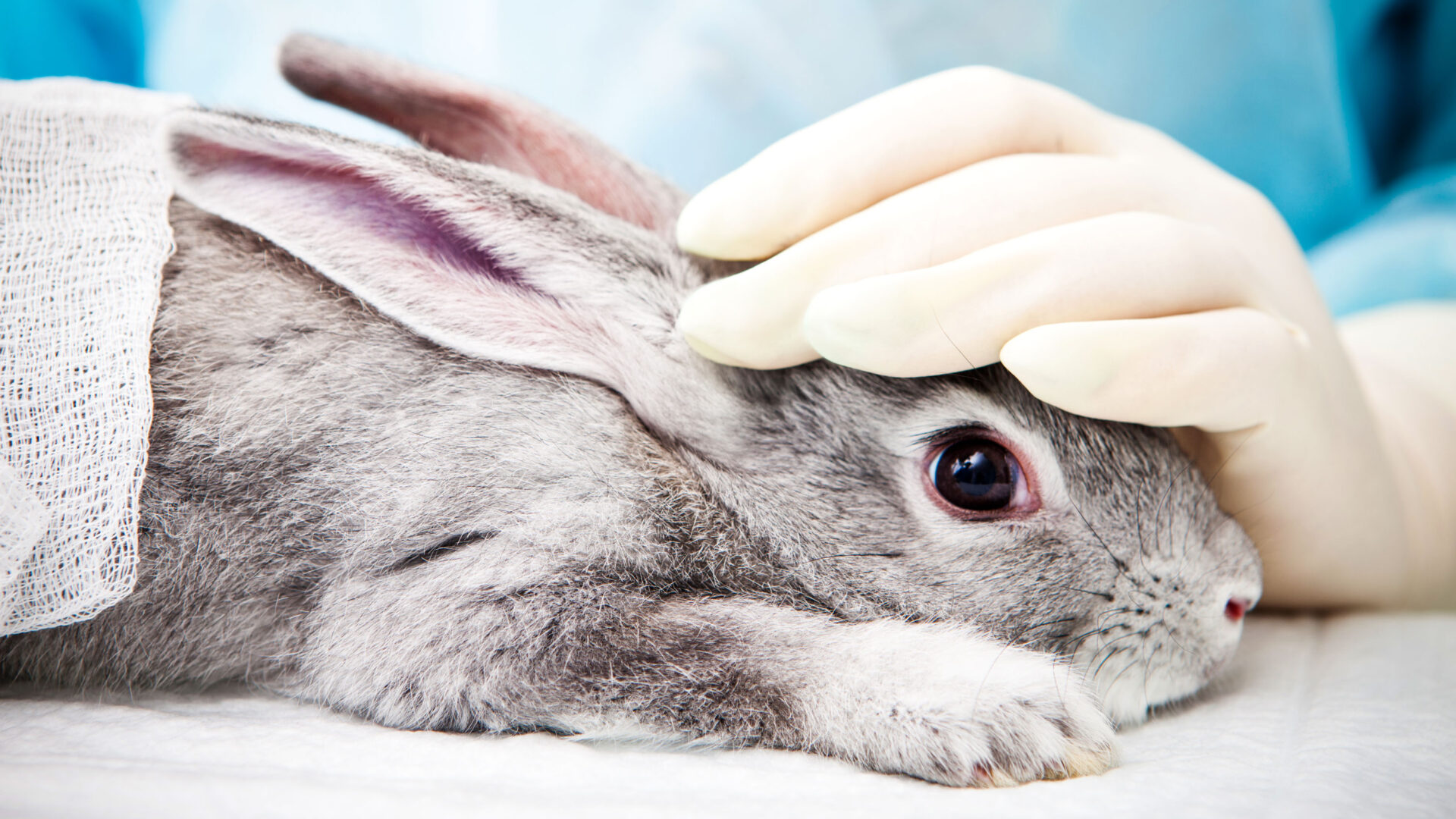 En este momento estás viendo 
<span class="bsf-rt-reading-time"><span class="bsf-rt-display-label" prefix="Tiempo de lectura"></span> <span class="bsf-rt-display-time" reading_time="1"></span> <span class="bsf-rt-display-postfix" postfix="mins"></span></span><!-- .bsf-rt-reading-time -->Estas tecnologías podrían ayudar a poner fin a las pruebas con animales