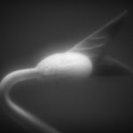 Servicio comunitario