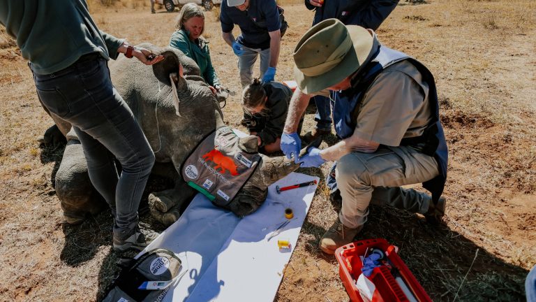 Researcher marks the horn of a subdued rhino on the ground